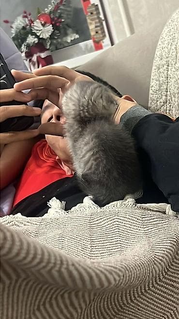 шотланские кошки: Скотиш Фолд (Шотландская вислоухая), 2 года, Мальчик, Приучена к лотку — 7