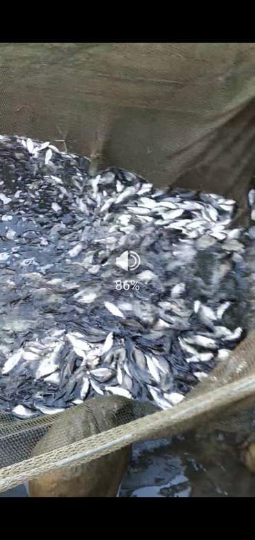 оптом товары: Малек. Амур, Карп, Толстолоб, Оптом.Оптом принимаем заказы есть — 1