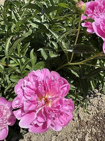 Пионы большом количестве звоните