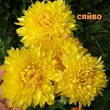 уф печать оборудование: Эхинацея - 250 сом. Эхинацея белая - 350 сом. Флоксы - 300 сом — 10