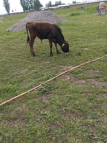 ангус музо: Продаю | Бык (самец) | На откорм — 2