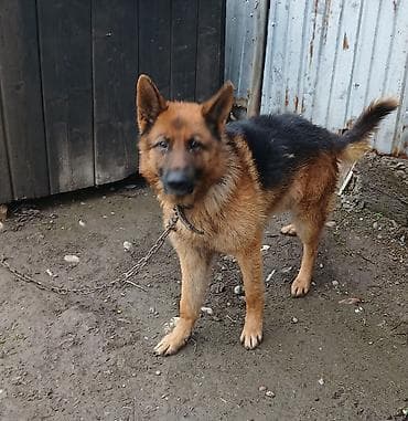 Вязка собак: Немецкая овчарка, кобель. Классический окрас: чёрная спина — 2