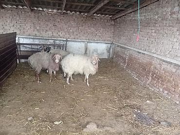 Собаки: Продаю | Баран (самец) | На забой — 1