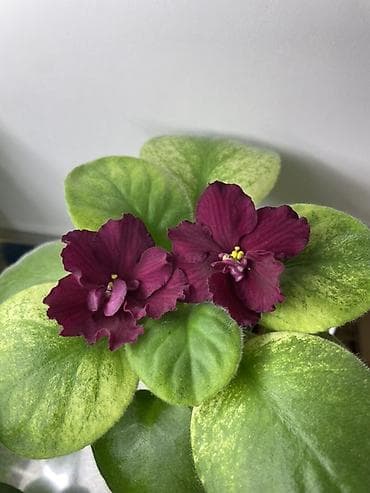 вазы хрустальные: Продам! 1 Детки стандартных сортовых фиалочек. Цена за детку от 80 — 1