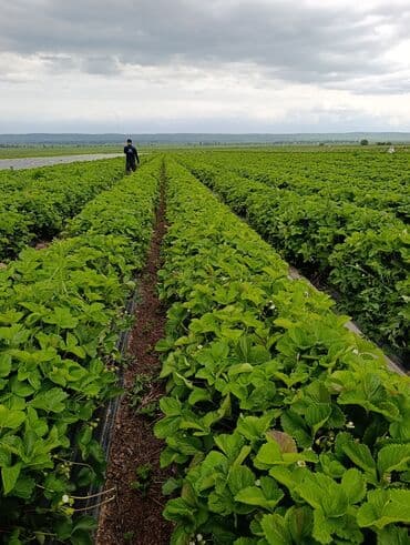 насос для повышения давления воды бишкек: Голландиядан келген фриго кулпунай көчөттөр - сиздин багыңыз үчүн — 16