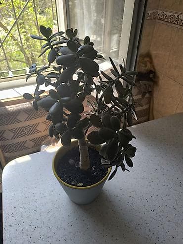 денежное дерево алоэ: Толстянка (Crassula ovata, денежное дерево) 800 сом — 3