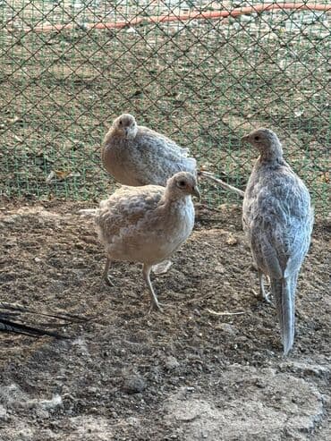 Грызуны: Серебристые фазаны (разновидность охотничьего/общего типа) - Окрас — 6