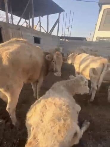 добрый корова: Продаю | Корова (самка) | Аулиекольская | Для молока, Для разведения, На откорм | Племенные — 3