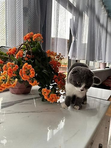 оптом картошка алам: Окрас: пепельно белая— очень густая, плюшевая шерстка, которую хочется — 1