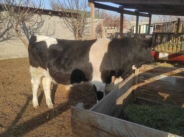 бычки на мясо: Продаю | Бык (самец) | Голштин | Для разведения | Племенные — 4