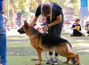 акустические системы bowers amp: Немецкая овчарка, 3 месяца, Самец, С прививкой — 7