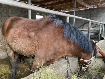 продаю кон: Продаю | Конь (самец) | На забой, Рабочий — 4