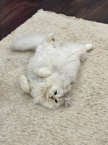 купить котенка сибирской породы: Пушистый белоснежный кот британского/персидского типа (серебристый — 1