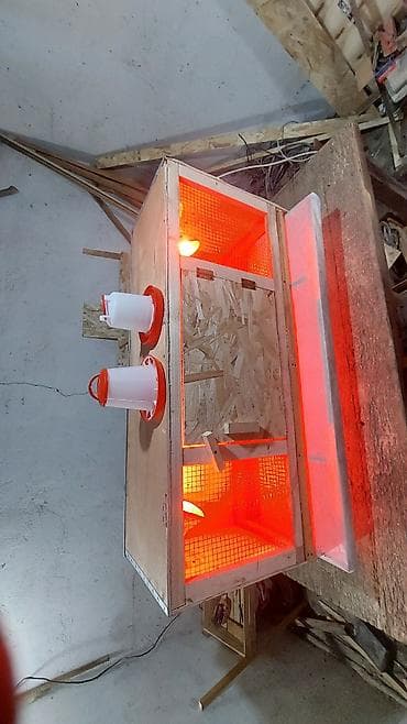 инкубатор норма парк: Универсальный Брудер, ясли для цыплят. сураныч, бар же жок экенсин — 4