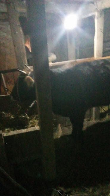 Мышыктар: Сатам | Бука (эркек) | Аргын | Бордоп семиртүү үчүн | Байланган — 4