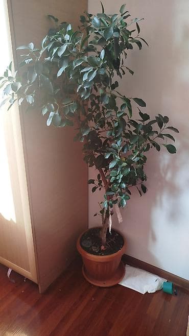 гүл койгуч: Комнатные растения,фикусыалоэ — 3