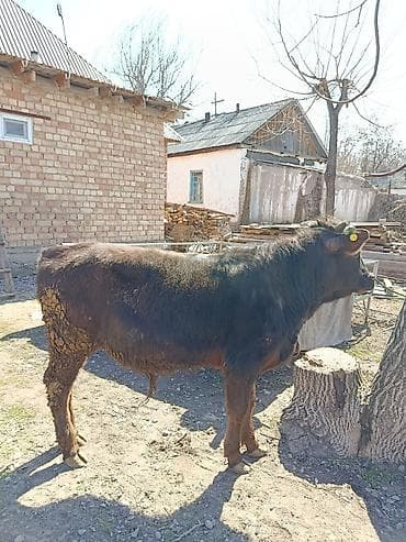 карпова швиц: Продаю | Бык (самец) | На откорм — 3