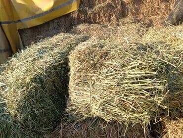 Грызуны: Сено в тюках - Прямоугольные тюки, плотно спрессованные, перевязаны — 2