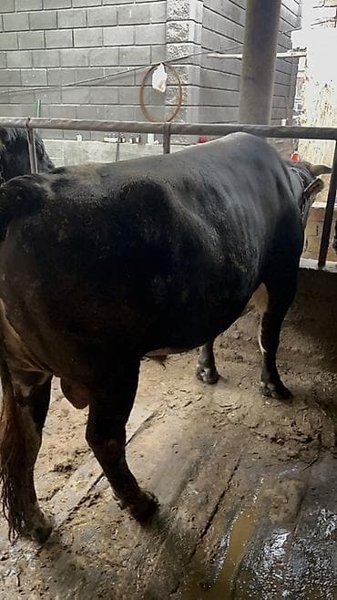 телка голштин: Продаю | Бык (самец) | На откорм | Привязанные — 2