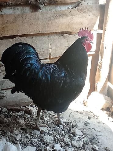 бельгийская малинуа: Продаю | Петух | Для разведения — 1