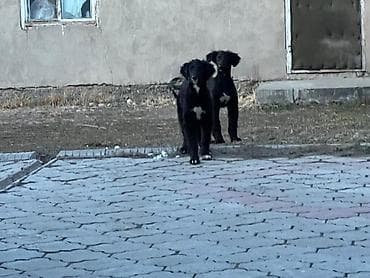 рабочий лайка: Тайган, 4 месяца, Самка, С прививкой — 5