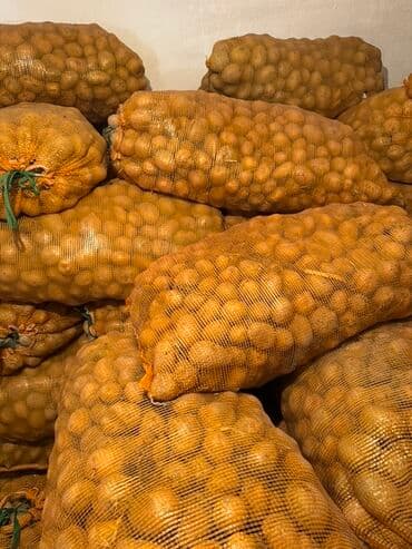 семена кортофеля: Картошка Дүңүнөн — 2