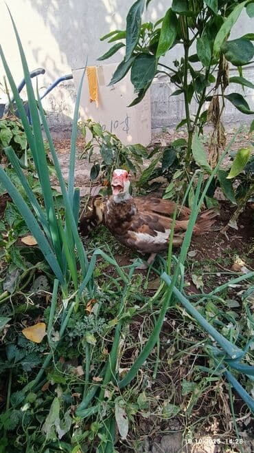 продам домик для кошки: Мускусная утка (индоутка), окраc буро-белый. Описание: - Домашняя — 4