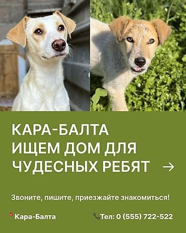 Отдам даром собаку: Ищем дом для двух собак в Кара-Балте 1) Щенок-дружок - Возраст — 1