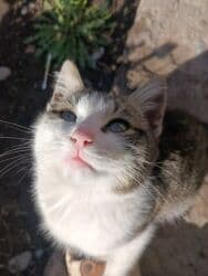 Собаки: Котёнок, трёхцветный окрас: белая грудка и мордочка, серо-коричневые — 1