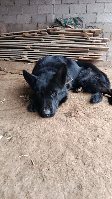 продам немецкую овчарку: Черная немецкая овчарка - Порода: немецкая овчарка (черный окрас) - — 1