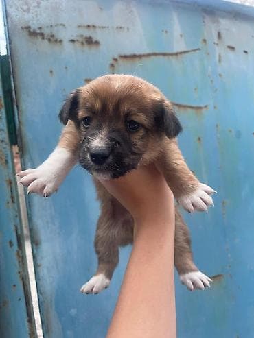 животные собаки: Щенки дворняжки отдам даром в хорошие руки среднего размера - — 5