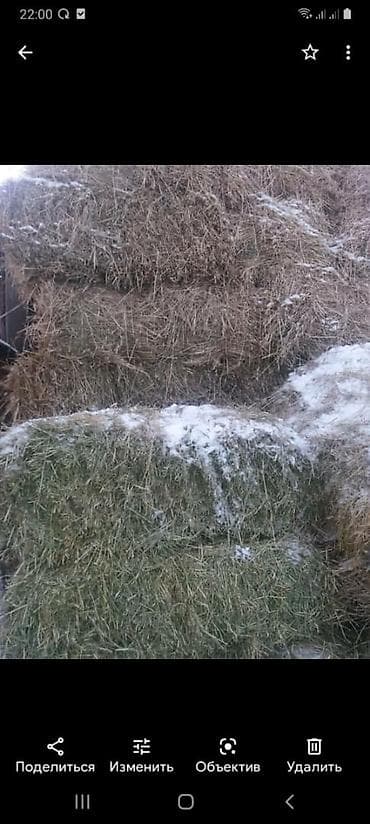 срочно в связи с переездом: Продаю клевер в тюках 1й и 2й укос а так же саманный тюк и пшеницу 3й — 2