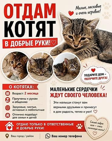 Отдам котят бесплатно в хорошии руки.Умные сами кушают,сами в туалет