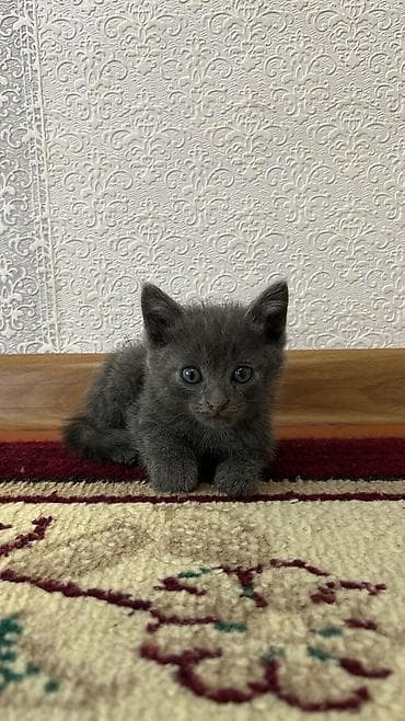 Милые серые котята ищут дом🐾 Окрас разный: серый дымчатый