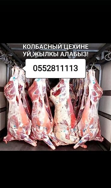 арашан ко: Сатып алам | Уйлар, букалар, Жылкылар, аттар | Бардык шартта, Союуга, этке, Бордоп семиртүү үчүн — 1