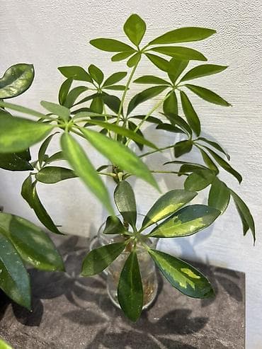 шефлера: Комнатные растения в горшках: - Шефлера — по 350. Компактные кустики — 10