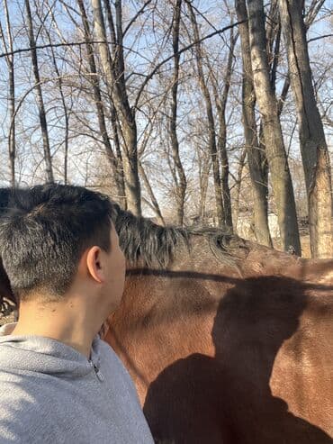 купить собаку доберман в бишкеке: Продаю | Жеребец | Рабочий — 7