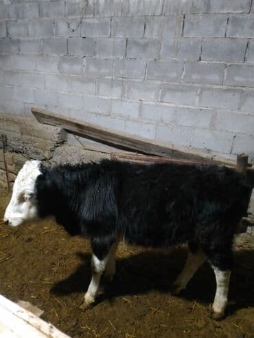 Айыл-чарба жаныбарлары: Сатам | Музоо | Бордоп семиртүү үчүн — 2