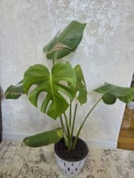 аквариум с рыбой: Бегония клубневая в горшке - Пышный куст с крупными махровыми — 14