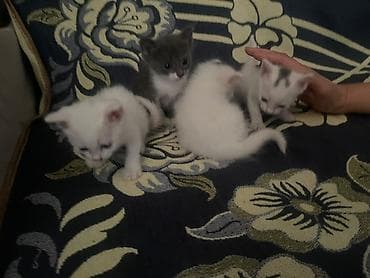 вислоухая кошка цена: Котята, 4 малышей. В кара-Балте - Окрас: три белых (у двоих — серые — 2