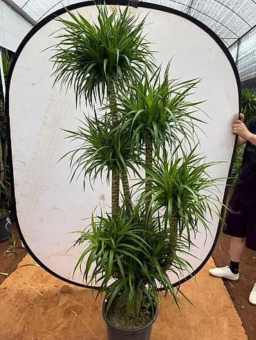 Драцена (вероятно Dracaena reflexa/деревце с несколькими стволами) в