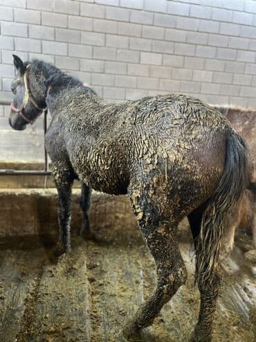 Daihatsu: Продаю | Жеребец | Дончак | На забой | Племенные, Мерин — 2