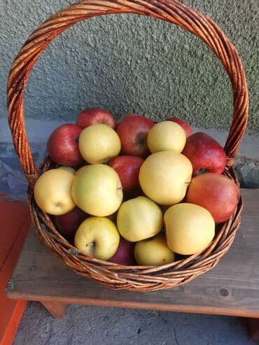 превосходный сорт яблок: Яблоки Превосходное — 2