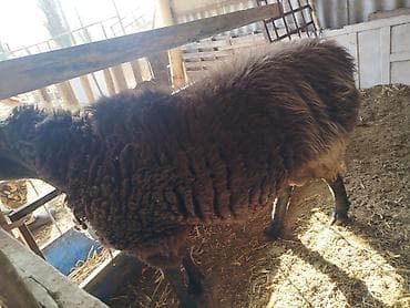 дакан чожо: Продаю | Баран (самец) | Арашан | Для разведения — 5