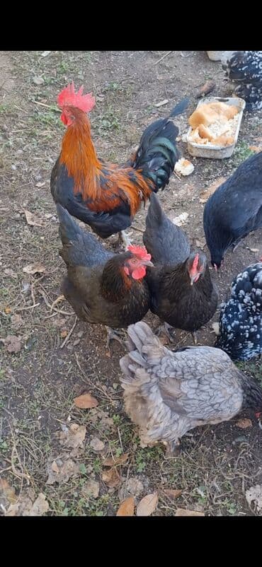 купить инкубационное яйцо породистых кур: Продаю | Куры | Для разведения — 1