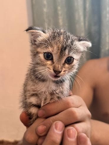Животные: Кошка даром: Скотиш Фолд (Шотландская вислоухая), 2 месяца, Девочка, Приучена к лотку — 4