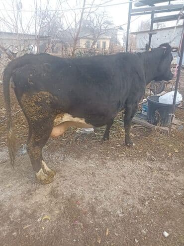 куплю домашнее животное: Продаю | Корова (самка) | Голштин | Для разведения | Привязанные — 5