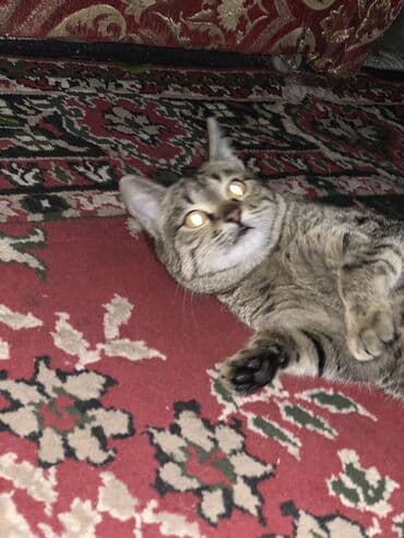 кошки сфинксы: Домашний кот с красивым тигровым окраcом (серо-коричневый табби) — 2