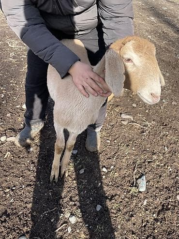 ангус мал: Продаю | Овца (самка) | Для разведения | Матка — 4