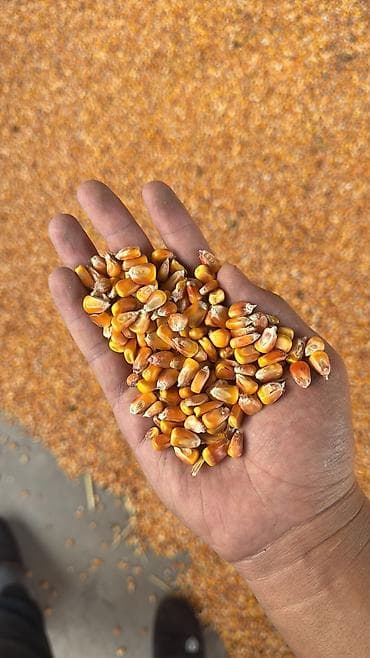 4-5тон Продаю Кукурузу Кукуруза Кукуруз Жугору рушеный цена мешках с at lalafo.kg 4-5тон Продаю Кукурузу Кукуруза Кукуруз Жугору рушеный цена мешках с